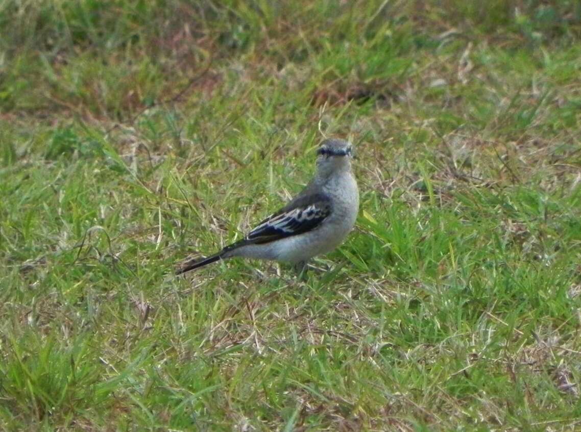 Image of White-shouldered Triller