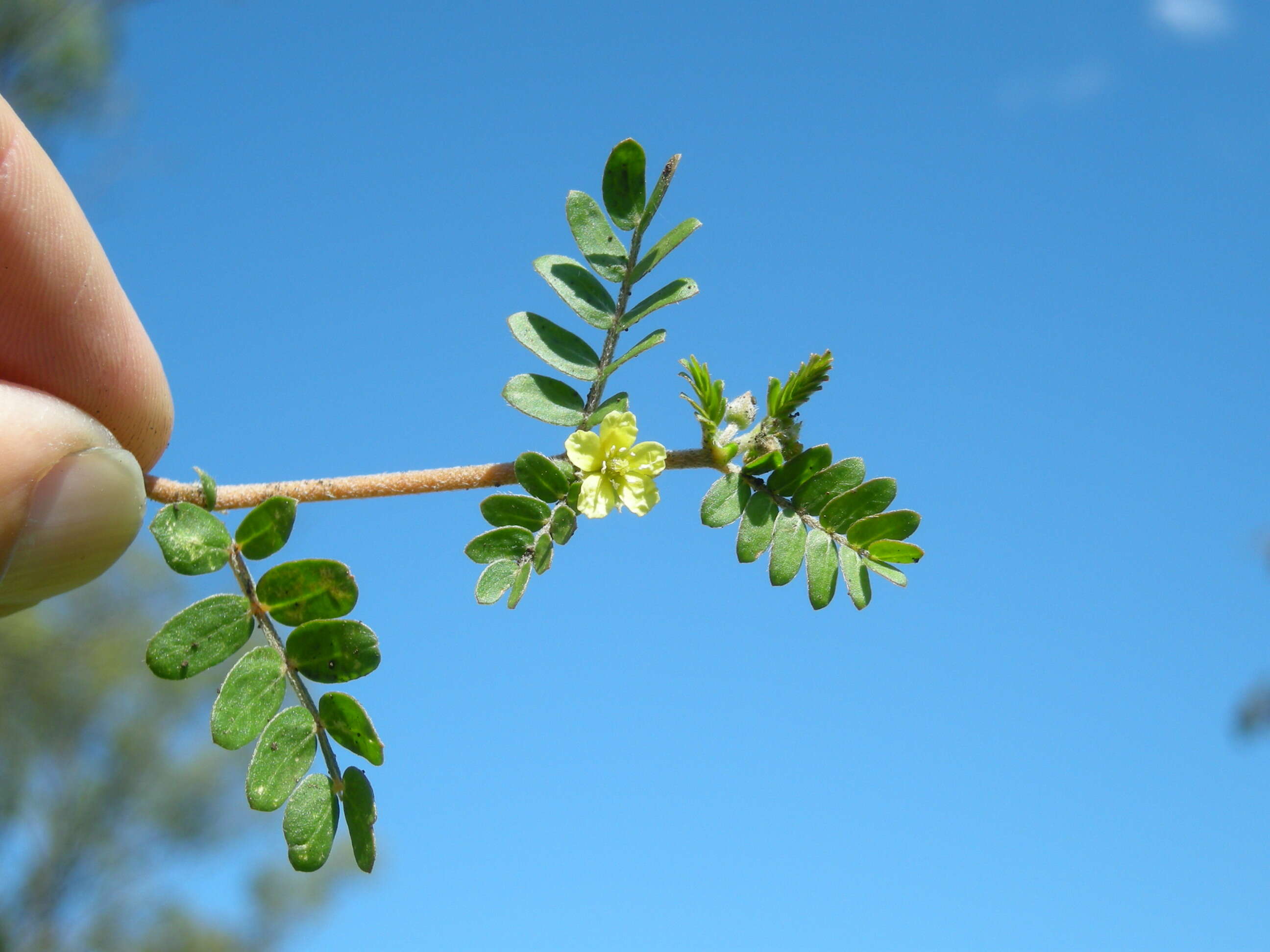 Image of puncturevine