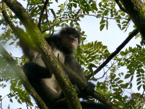 Image of Banded Langur