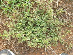 Image of puncturevine