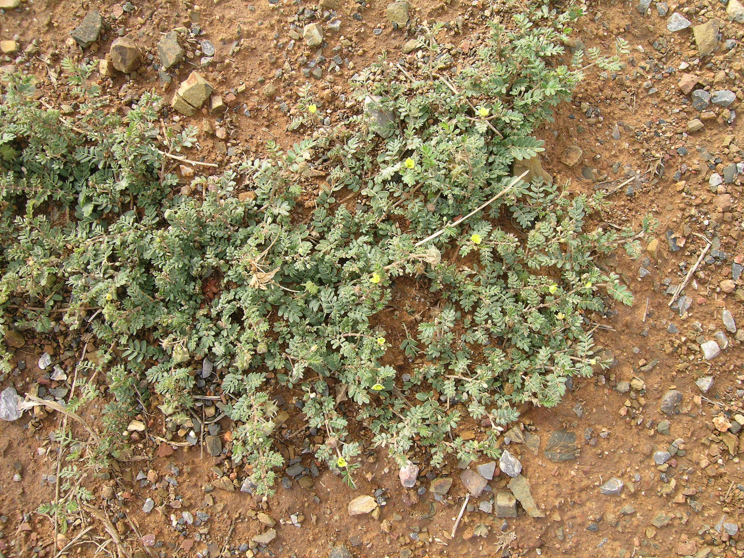 Image of puncturevine