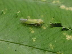 Image of Eupteryx (Eupteryx) filicum (Newman & E. 1853)