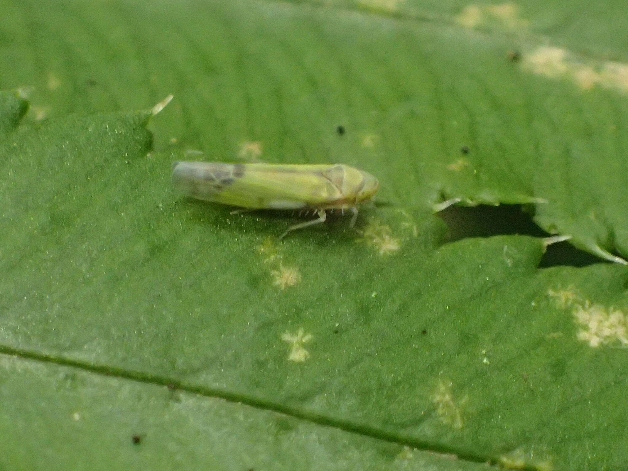 Image of Eupteryx (Eupteryx) filicum (Newman & E. 1853)