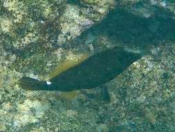 Image of Honeycomb Filefish