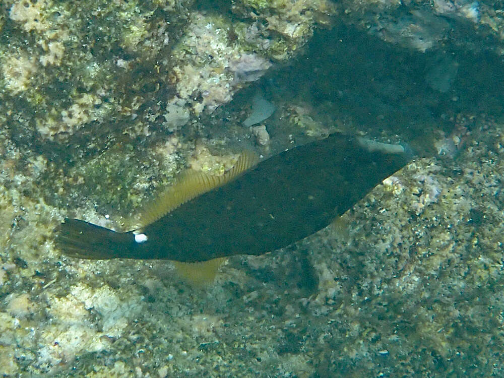 Image of Honeycomb Filefish