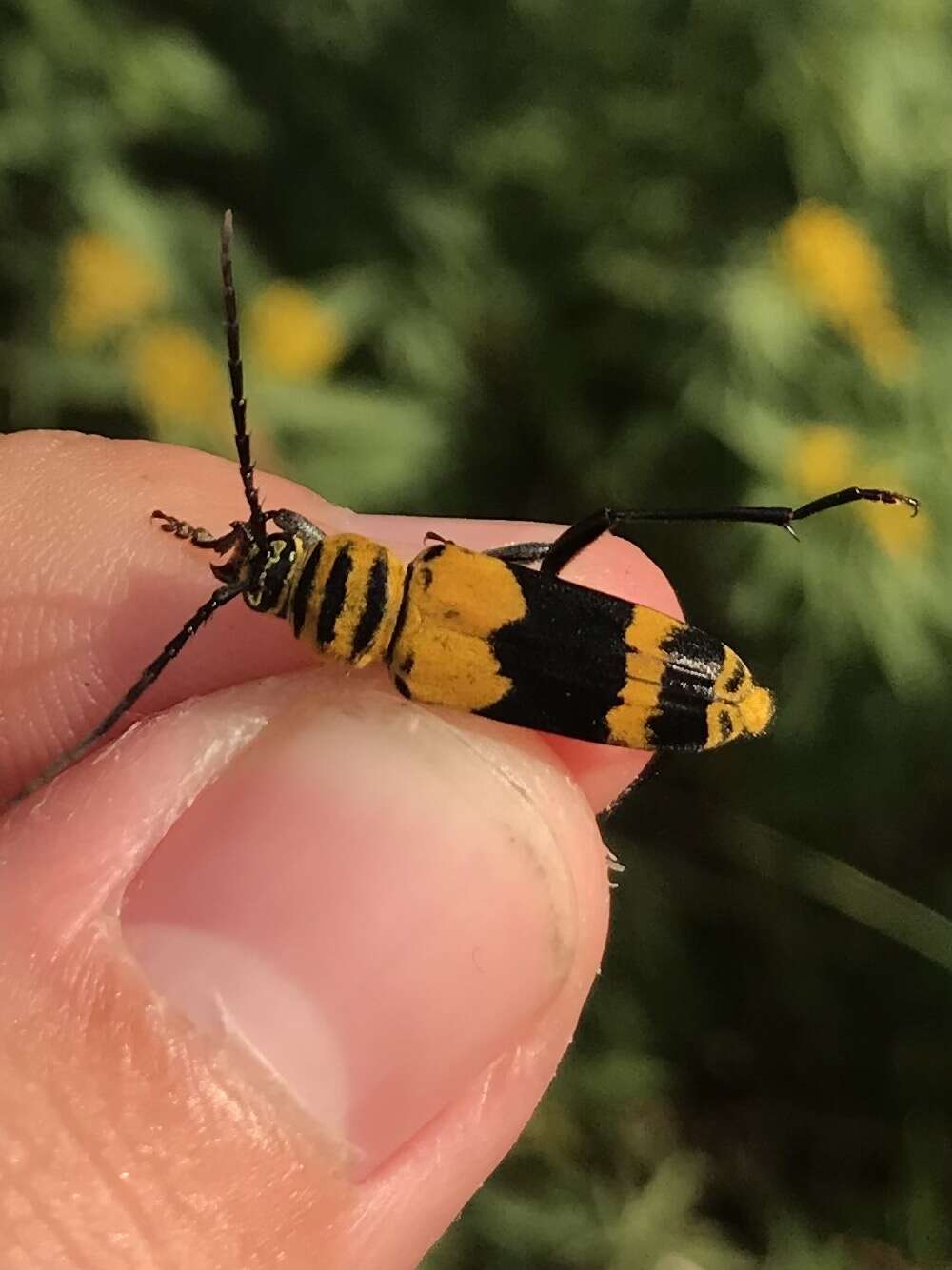 Image of Amorpha Borer