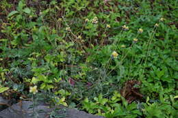 Image de Tridax procumbens L.