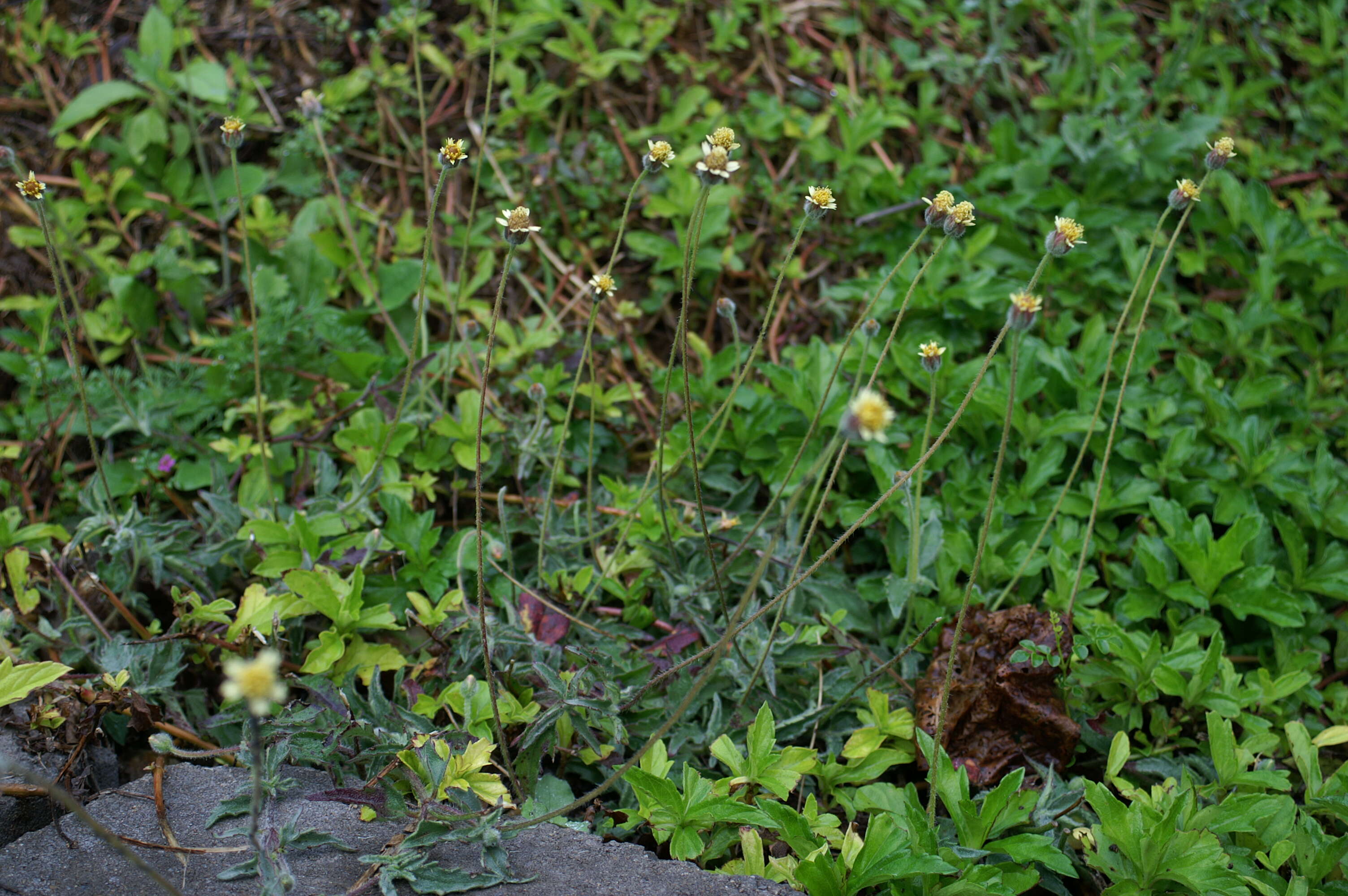 Image de Tridax procumbens L.