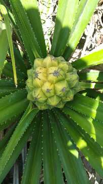 Image of Pandanus analamerensis Huynh