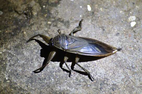 Image of Lethocerus cordofanus Mayr 1853