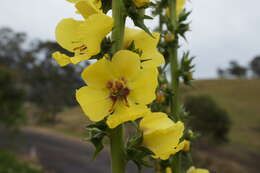 Image of wand mullein