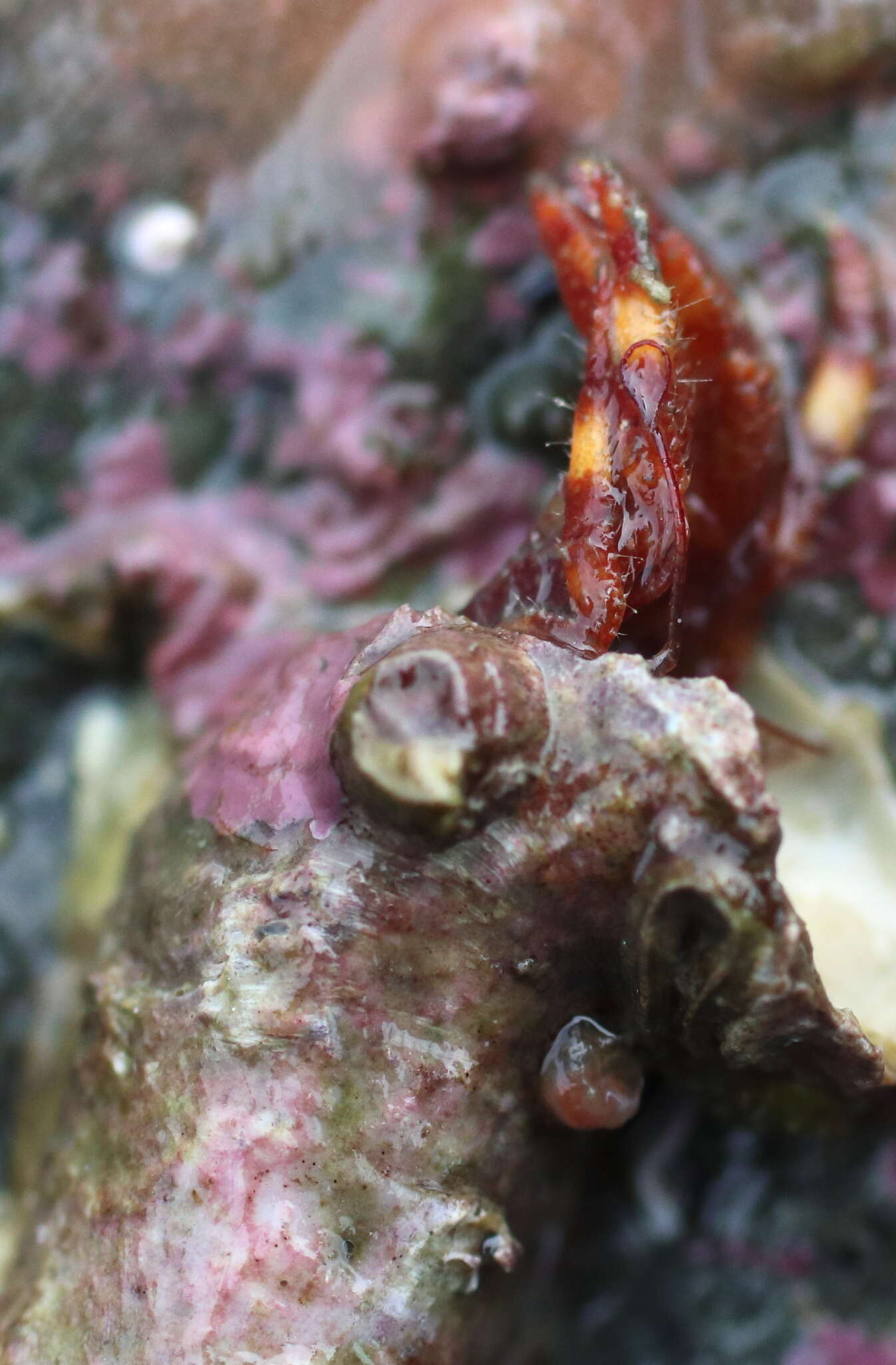 Image of tubeworm hermit crab