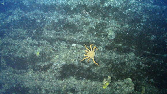 Image of golden king crab