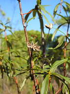 Image of Cistus ladanifer subsp. ladanifer