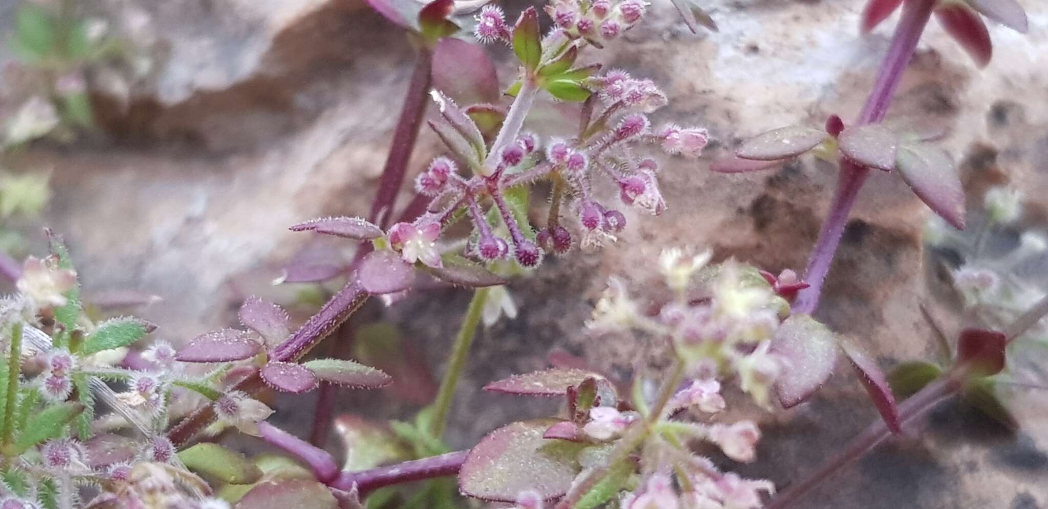 Plancia ëd Galium judaicum Boiss.