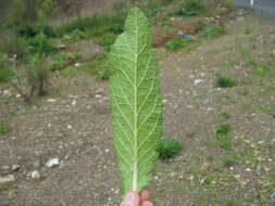 Image of wand mullein