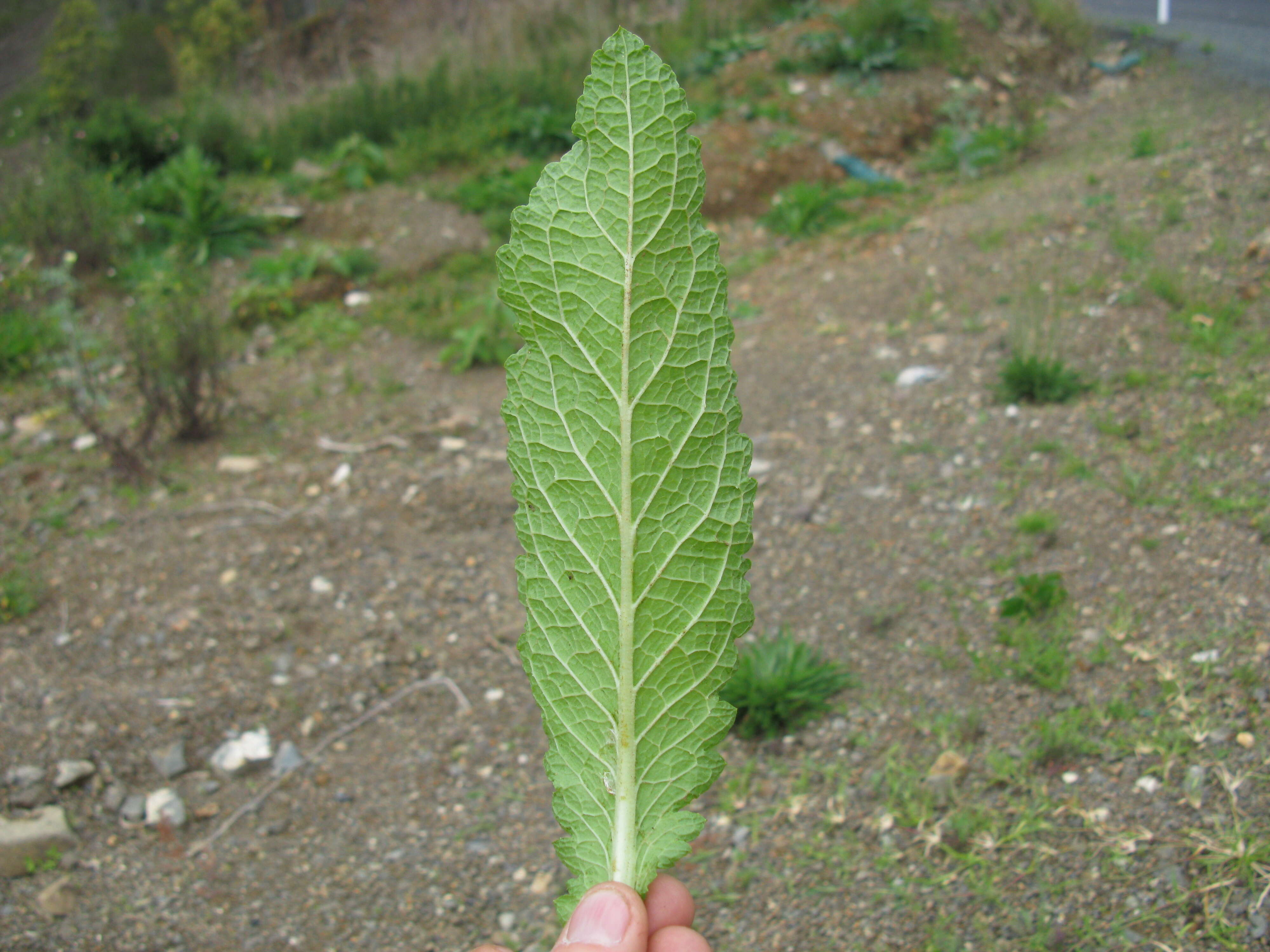 Image of wand mullein