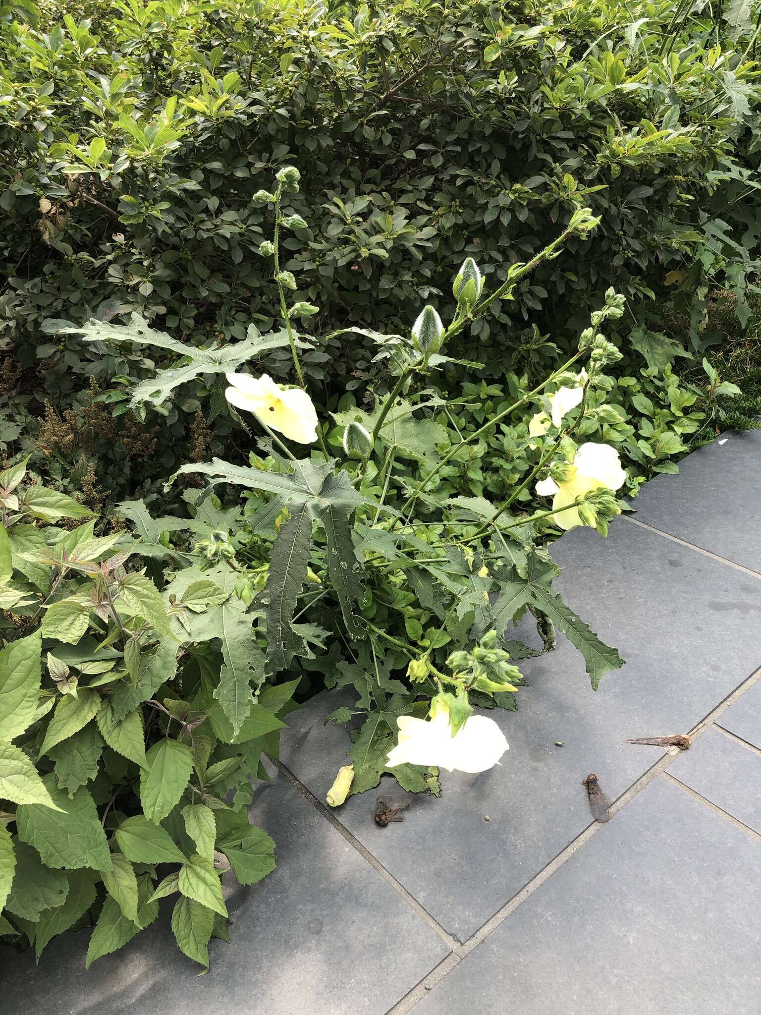 Image of manioc hibiscus