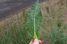 Image of wand mullein