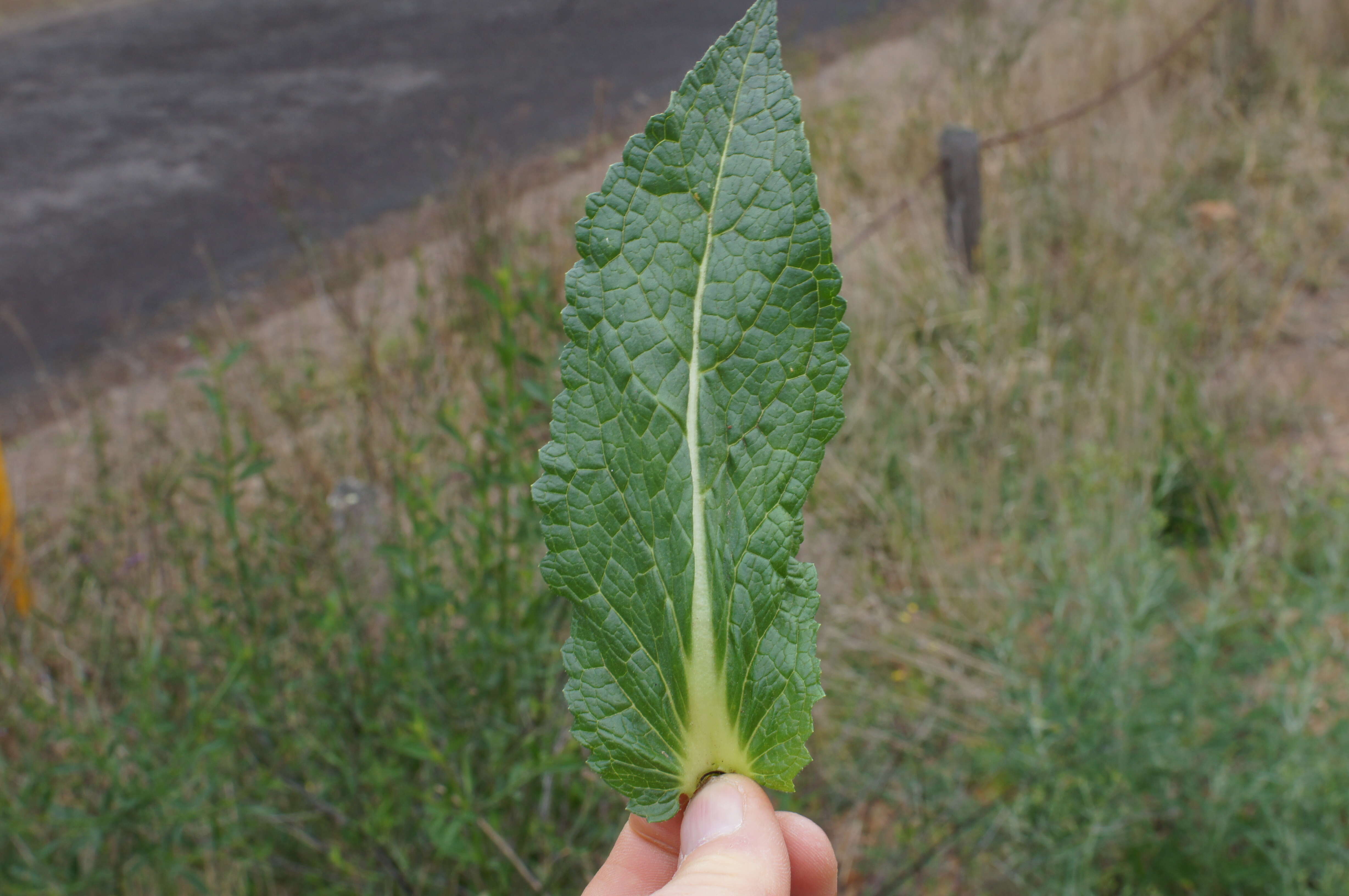 Image of wand mullein