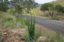 Image of wand mullein