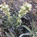 Image of Malheur cryptantha