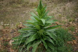 Image of wand mullein