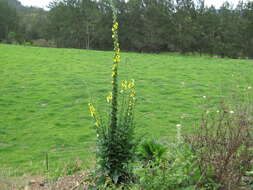 Image of wand mullein