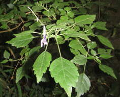 Image de Plectranthus saccatus subsp. saccatus