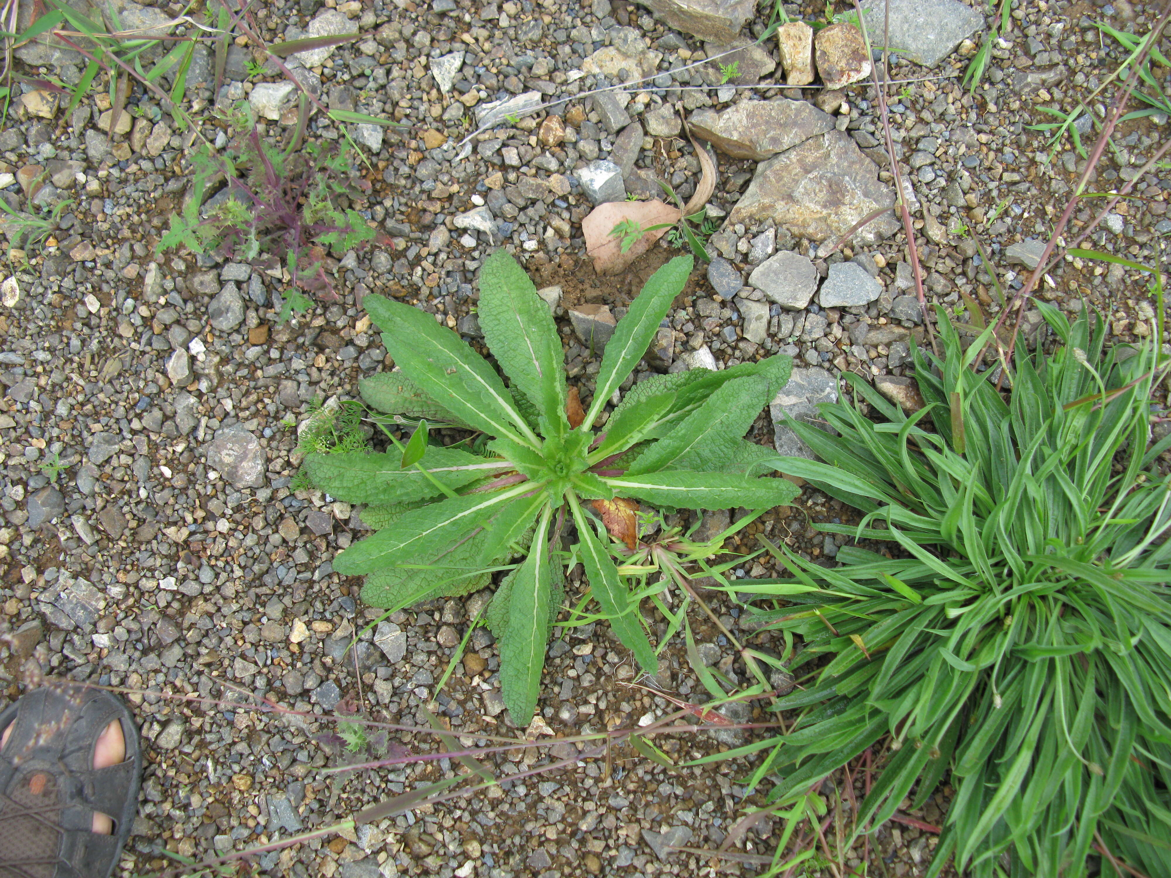 Image of wand mullein