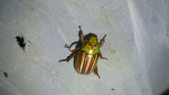 Image of Chrysina quetzalcoatli (Morón 1990)