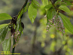 Imagem de Strepsinoma croesusalis Walker 1859