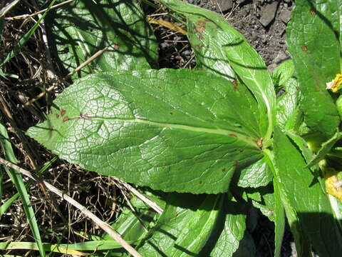 Image of wand mullein