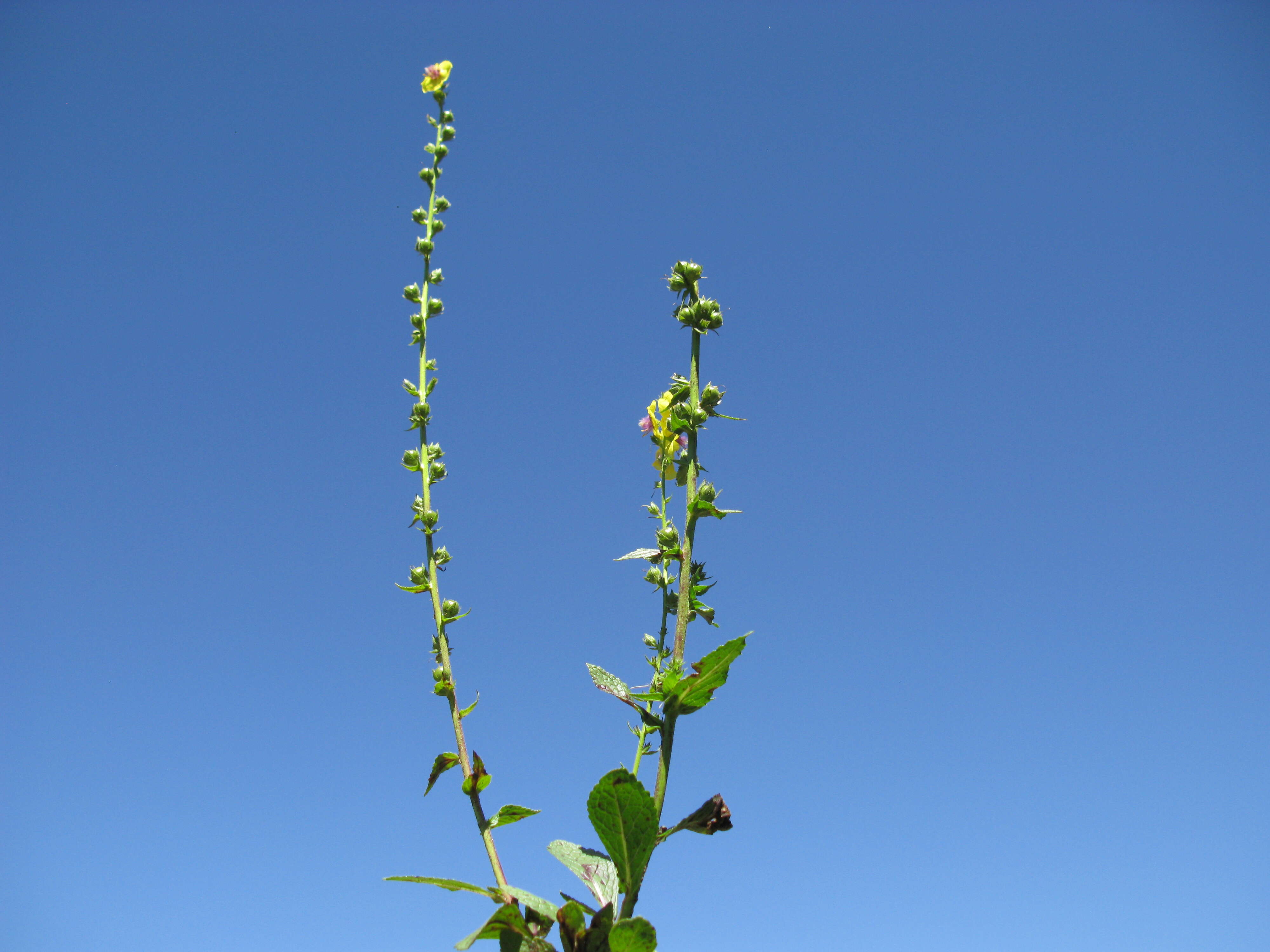 Image of wand mullein