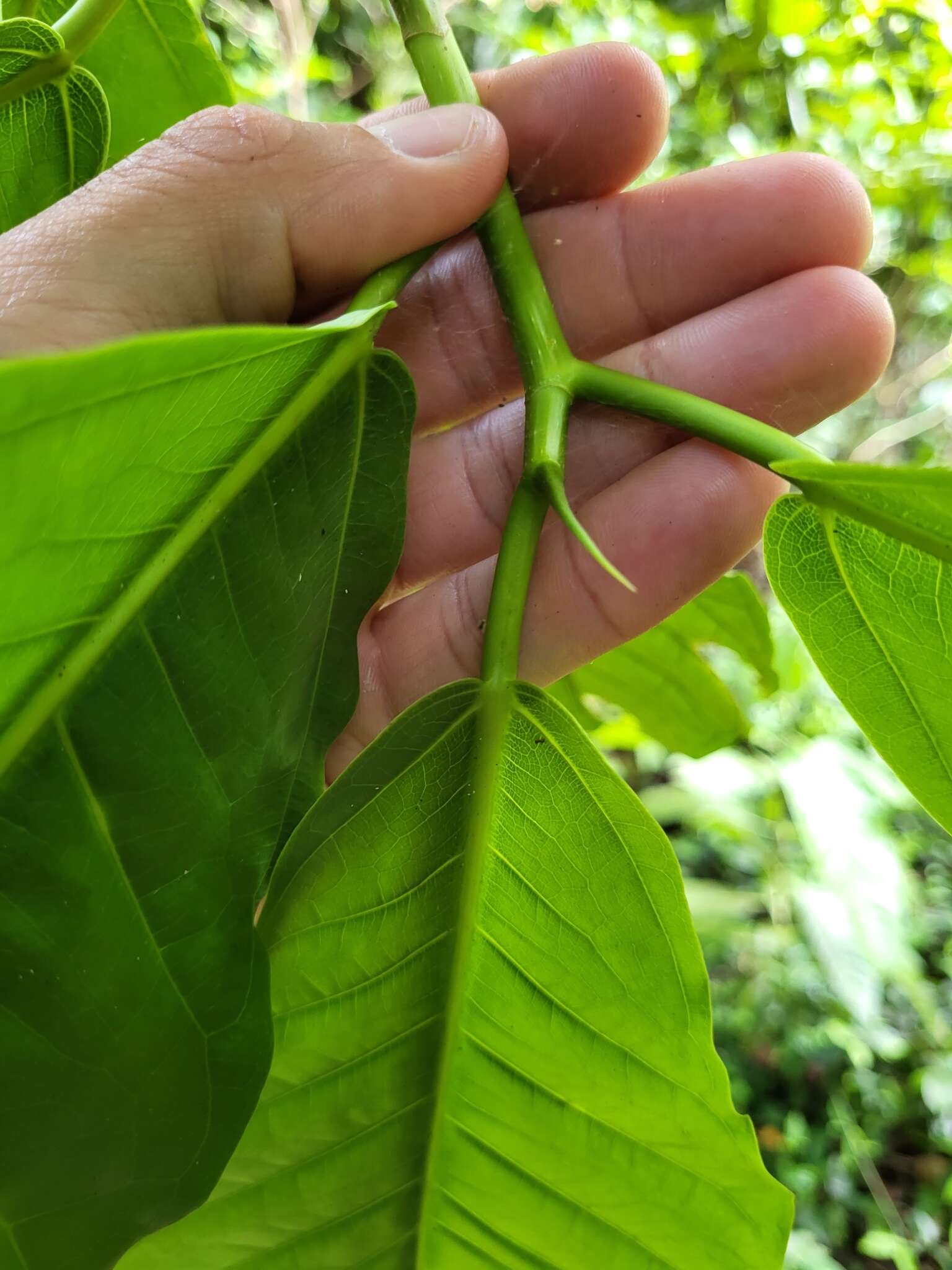 صورة Ficus trigonata L.