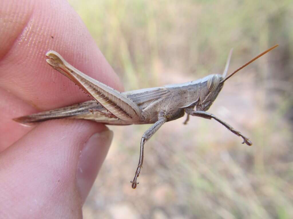 Image of Stenocatantops vitripennis (Sjöstedt 1920)