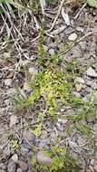 Image of brightblue speedwell