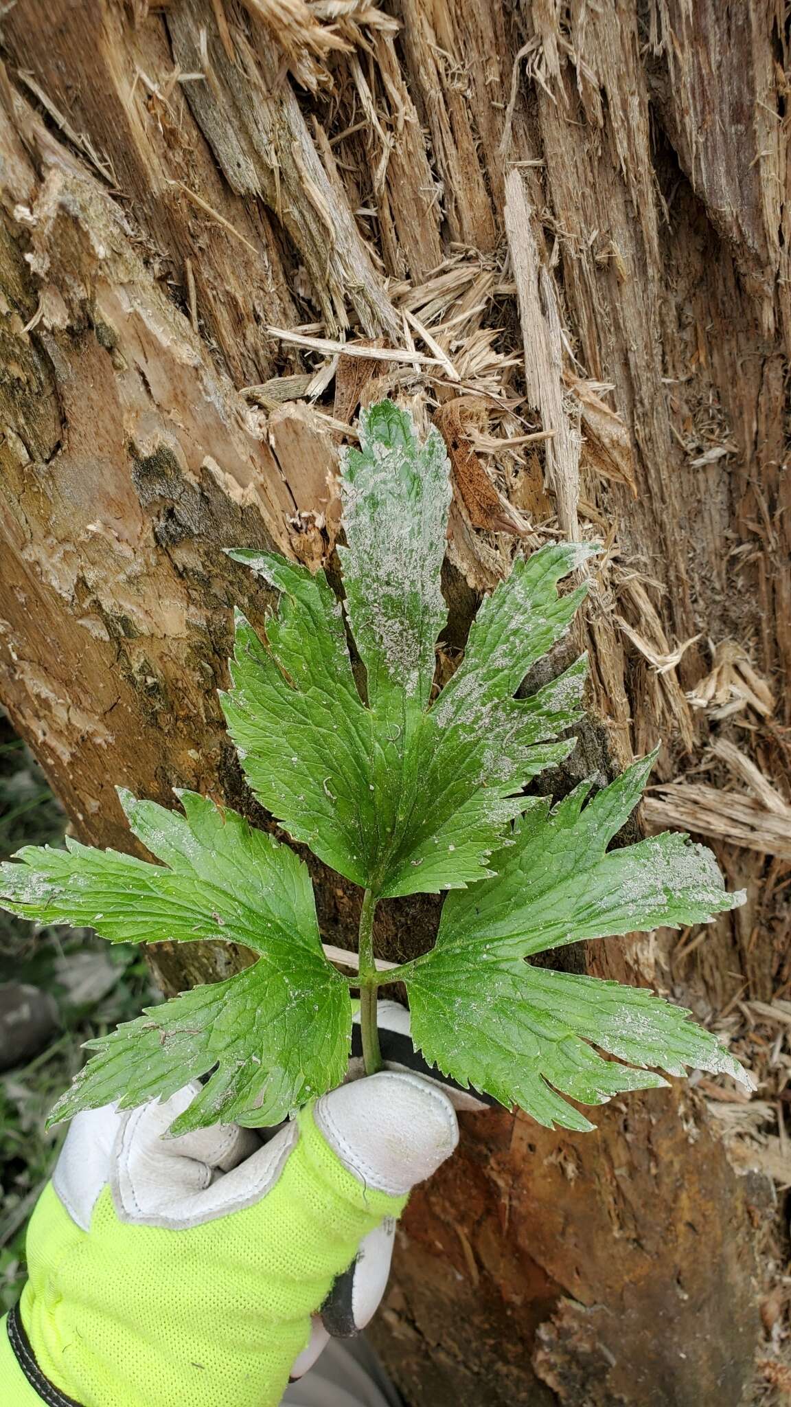 Ranunculus hispidus var. caricetorum (Greene) T. Duncan的圖片