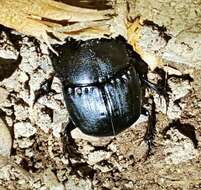 Imagem de Phanaeus (Phanaeus) texensis Edmonds 1994