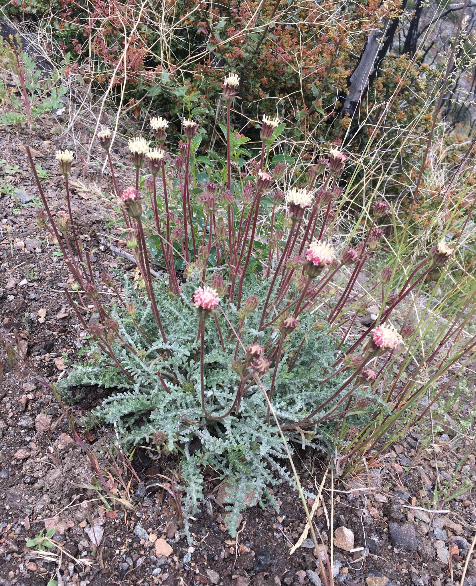 Image of Santolina pincushion