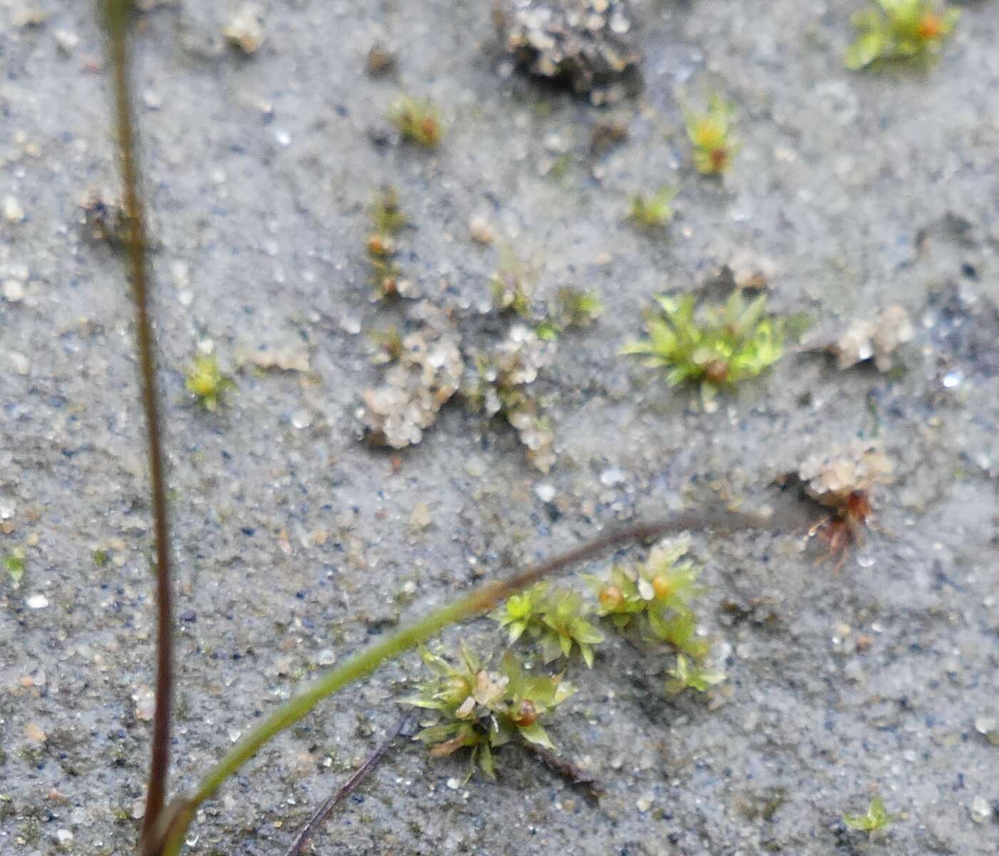 Image of immersed physcomitrium moss