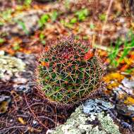 Imagem de Mammillaria polythele Mart.