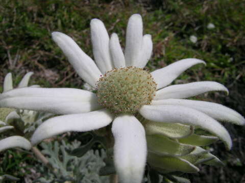 Image of Actinotus helianthi Labill.