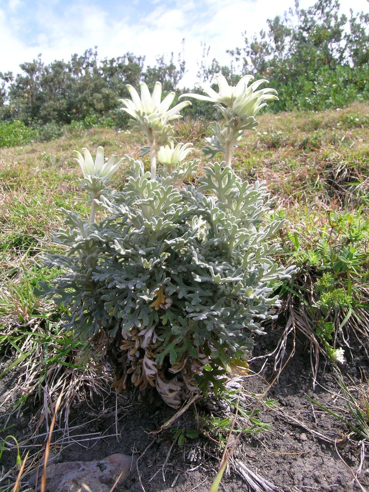 Imagem de Actinotus helianthi Labill.