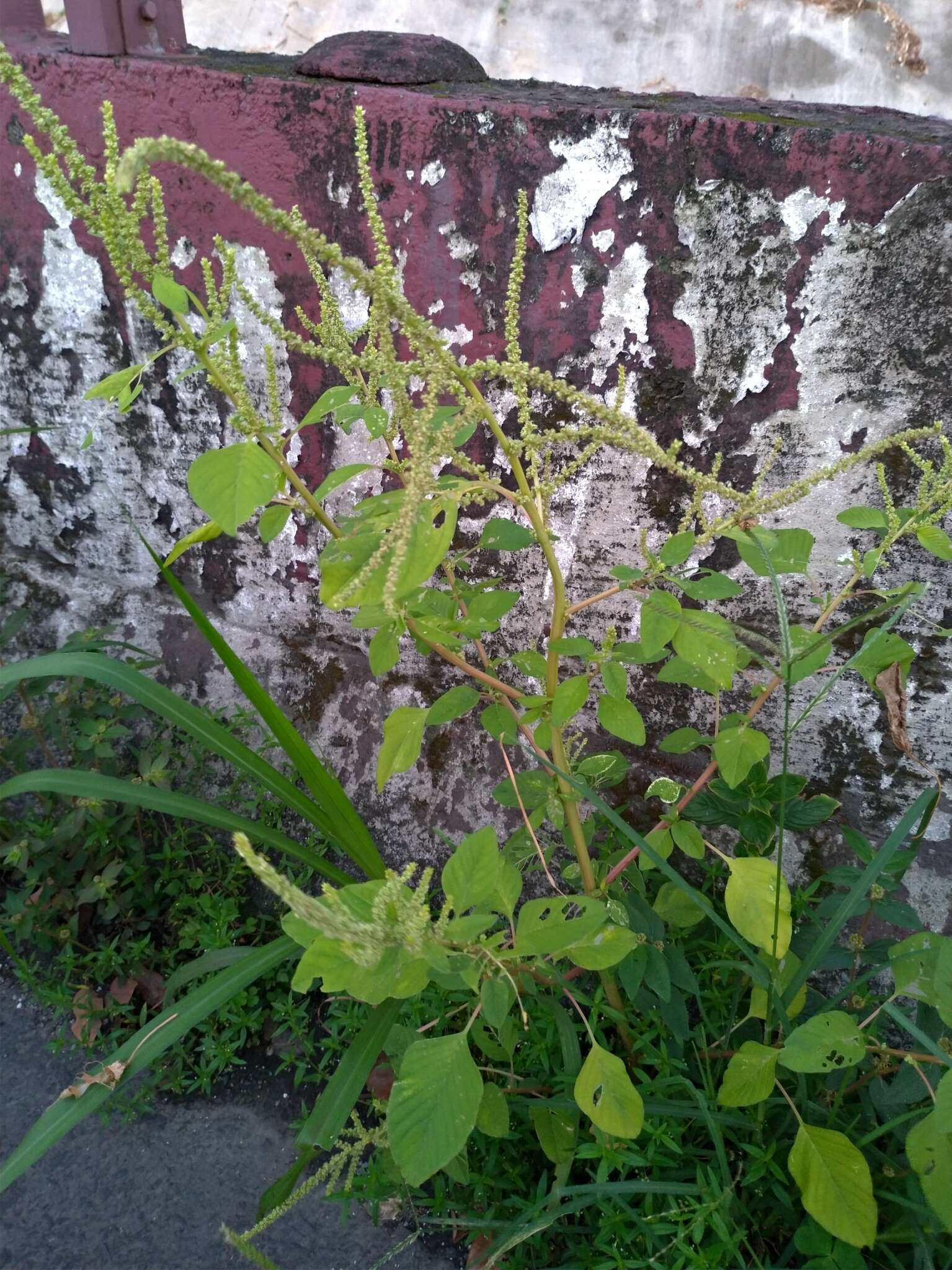 Imagem de Amaranthus viridis L.