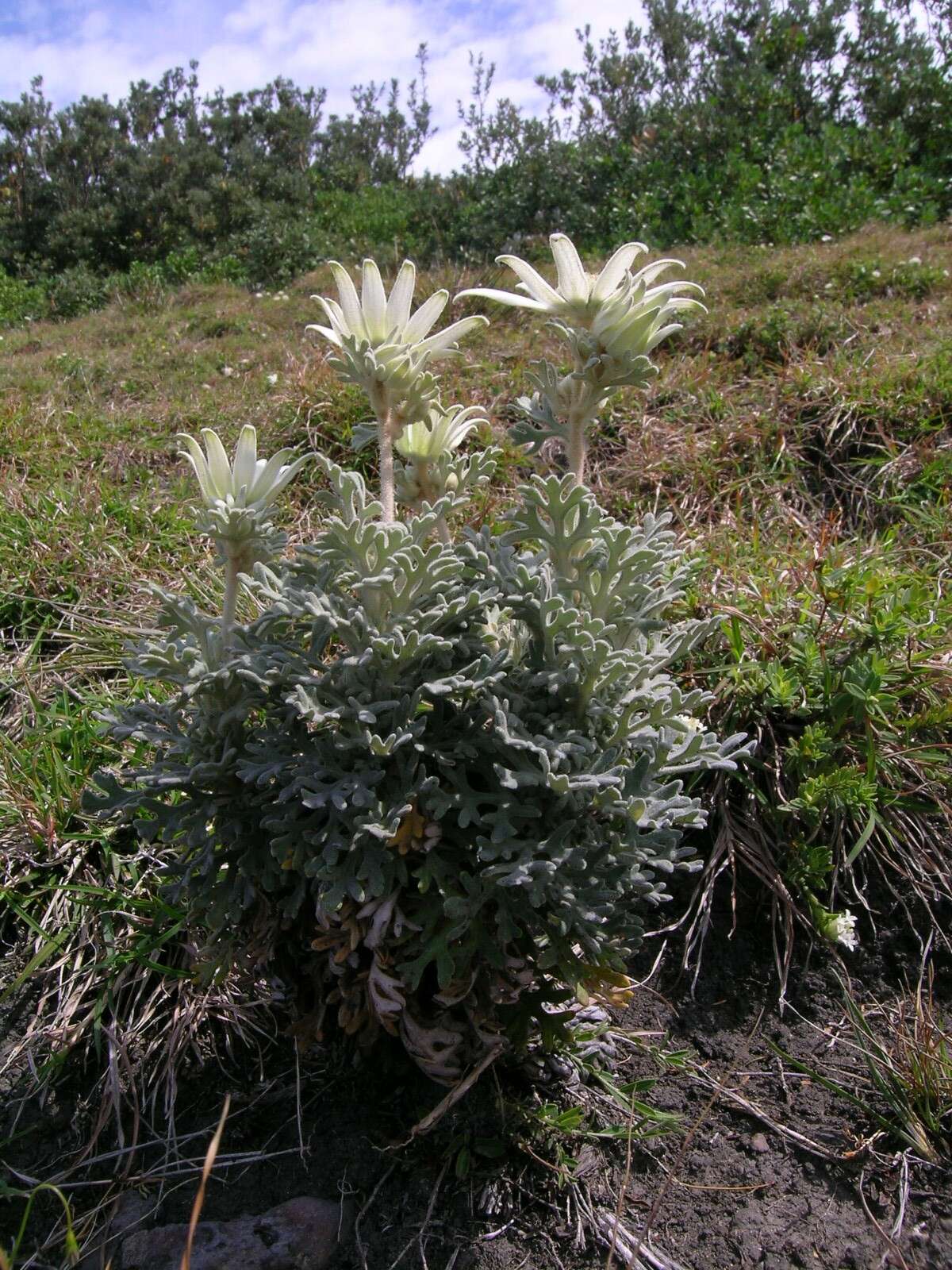 Image de Actinotus helianthi Labill.