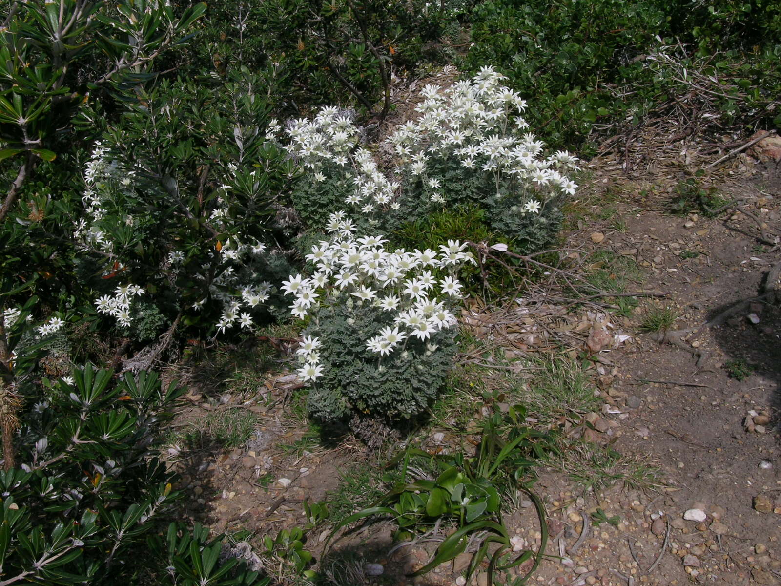 Imagem de Actinotus helianthi Labill.