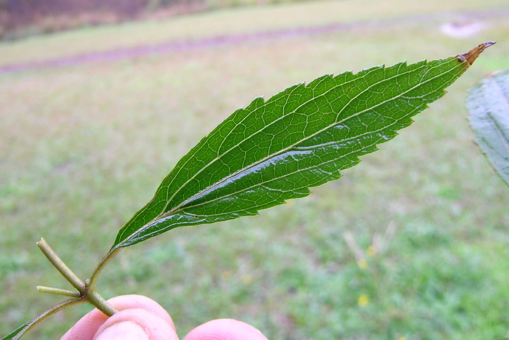 صورة Ageratina riparia (Regel) R. King & H. Rob.