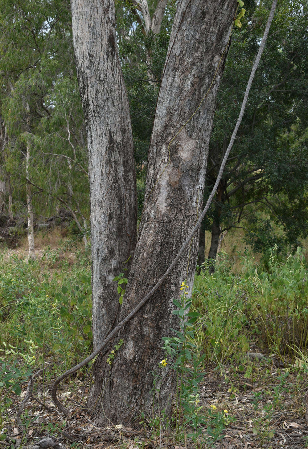 Image of Eucalyptus leptophleba F. Müll.