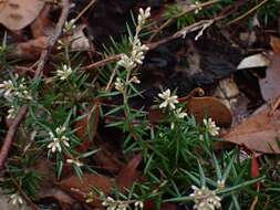 Imagem de Lissanthe strigosa subsp. subulata (R. Br.) J. M. Powell